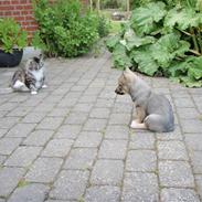 Västgötaspids Fonzie