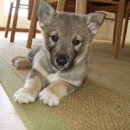 Västgötaspids Fonzie