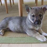 Västgötaspids Fonzie