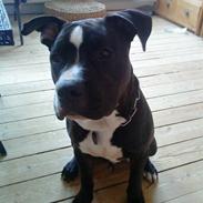 Amerikansk staffordshire terrier Noah