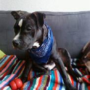 Amerikansk staffordshire terrier Noah