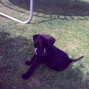 Amerikansk staffordshire terrier bjørn og lab/Amerikanskst