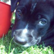 Amerikansk staffordshire terrier bjørn og lab/Amerikanskst