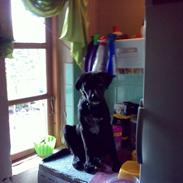 Amerikansk staffordshire terrier bjørn og lab/Amerikanskst