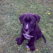 Amerikansk staffordshire terrier bjørn og lab/Amerikanskst