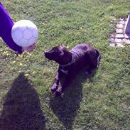 Amerikansk staffordshire terrier bjørn og lab/Amerikanskst