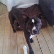 Amerikansk staffordshire terrier Noah