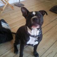 Amerikansk staffordshire terrier Noah