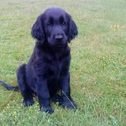 Flat coated retriever Chico