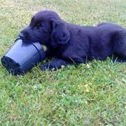 Flat coated retriever Chico