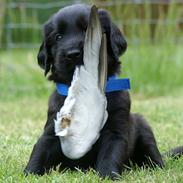 Flat coated retriever Chico