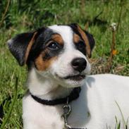 Dansk svensk gaardhund Choppi