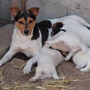 Dansk svensk gaardhund Choppi