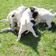 Dansk svensk gaardhund Choppi