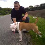 Staffordshire bull terrier Tessa