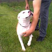 Staffordshire bull terrier Tessa