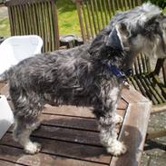 Dvaergschnauzer Helnar's Pink Panther