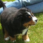 Berner sennenhund Eya