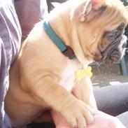 Fransk bulldog Futte