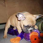 Fransk bulldog Futte