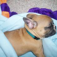 Fransk bulldog Futte