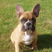 Fransk bulldog Futte