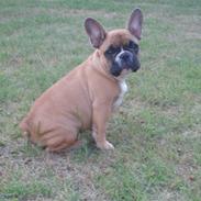 Fransk bulldog Futte