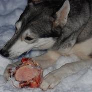 Siberian husky silja