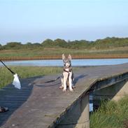 Siberian husky silja