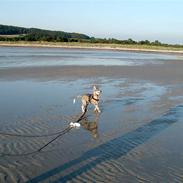 Siberian husky silja