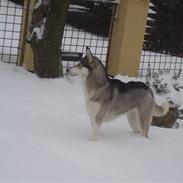 Siberian husky silja