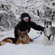 Siberian husky silja