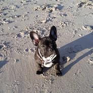 Fransk bulldog Bella