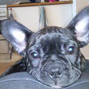 Fransk bulldog Bella