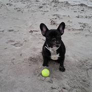 Fransk bulldog Bella