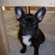 Fransk bulldog Bella