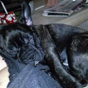 Fransk bulldog Bella