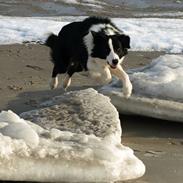 Border collie Viski