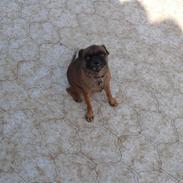 Griffon petit brabancon Angel