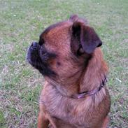 Griffon petit brabancon Angel