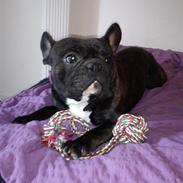 Fransk bulldog Balther