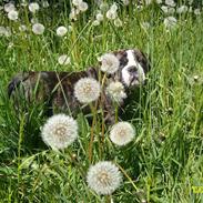 Olde victorian bulldogge Tulle