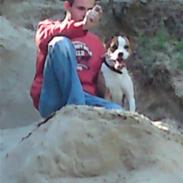 Amerikansk staffordshire terrier Diva