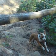 Amerikansk staffordshire terrier Diva