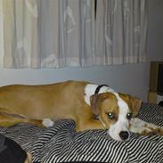 Amerikansk staffordshire terrier Diva