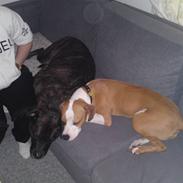 Amerikansk staffordshire terrier Diva