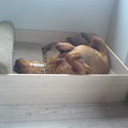 Blanding af racer Sasja