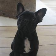 Fransk bulldog Ludwig
