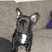 Fransk bulldog Ludwig