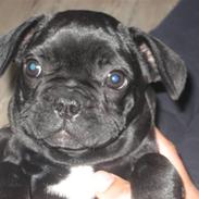 Fransk bulldog Ludwig